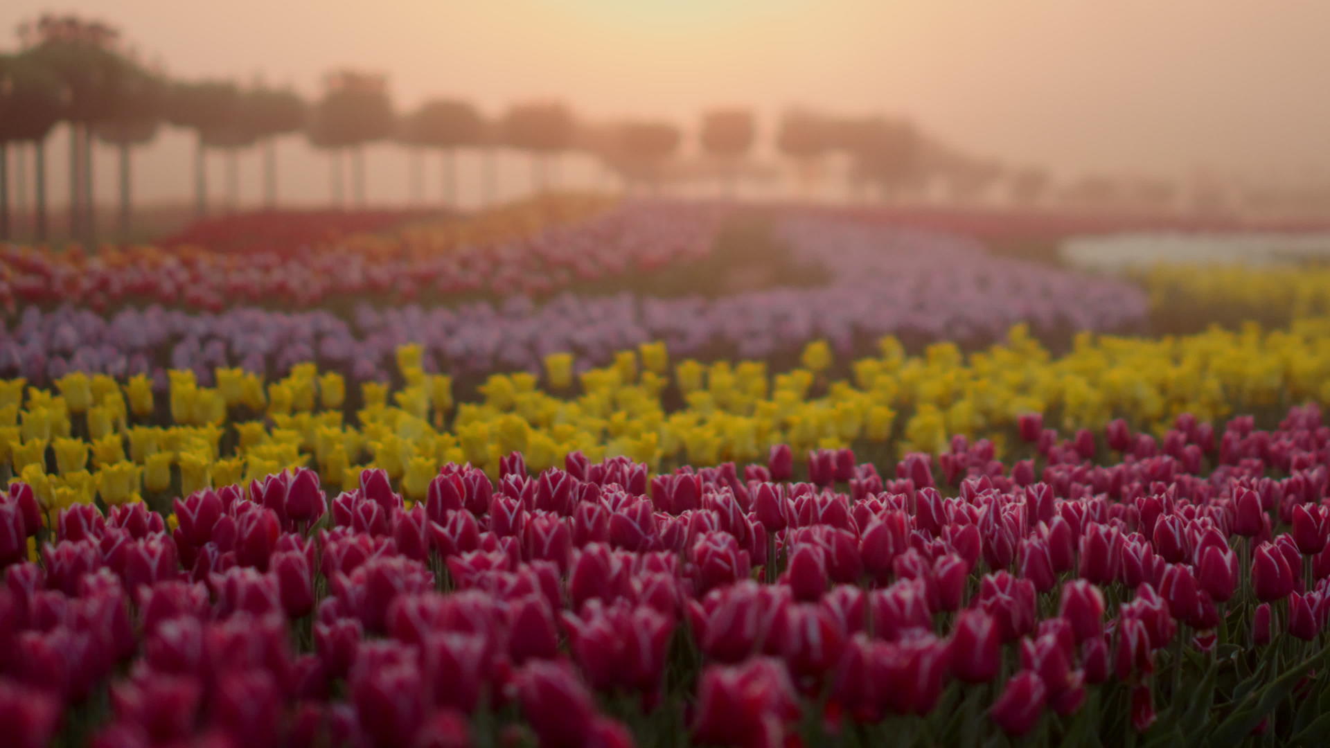 清晨郁金香花园美丽视频的预览图