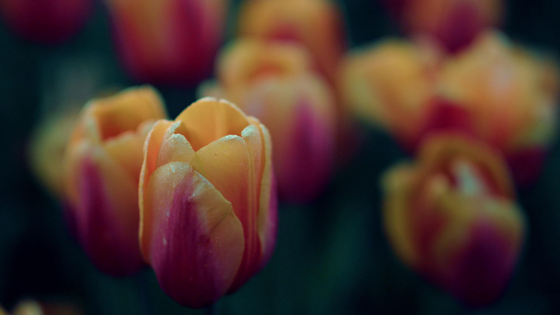 春暖花开的宏观拍摄视频的预览图