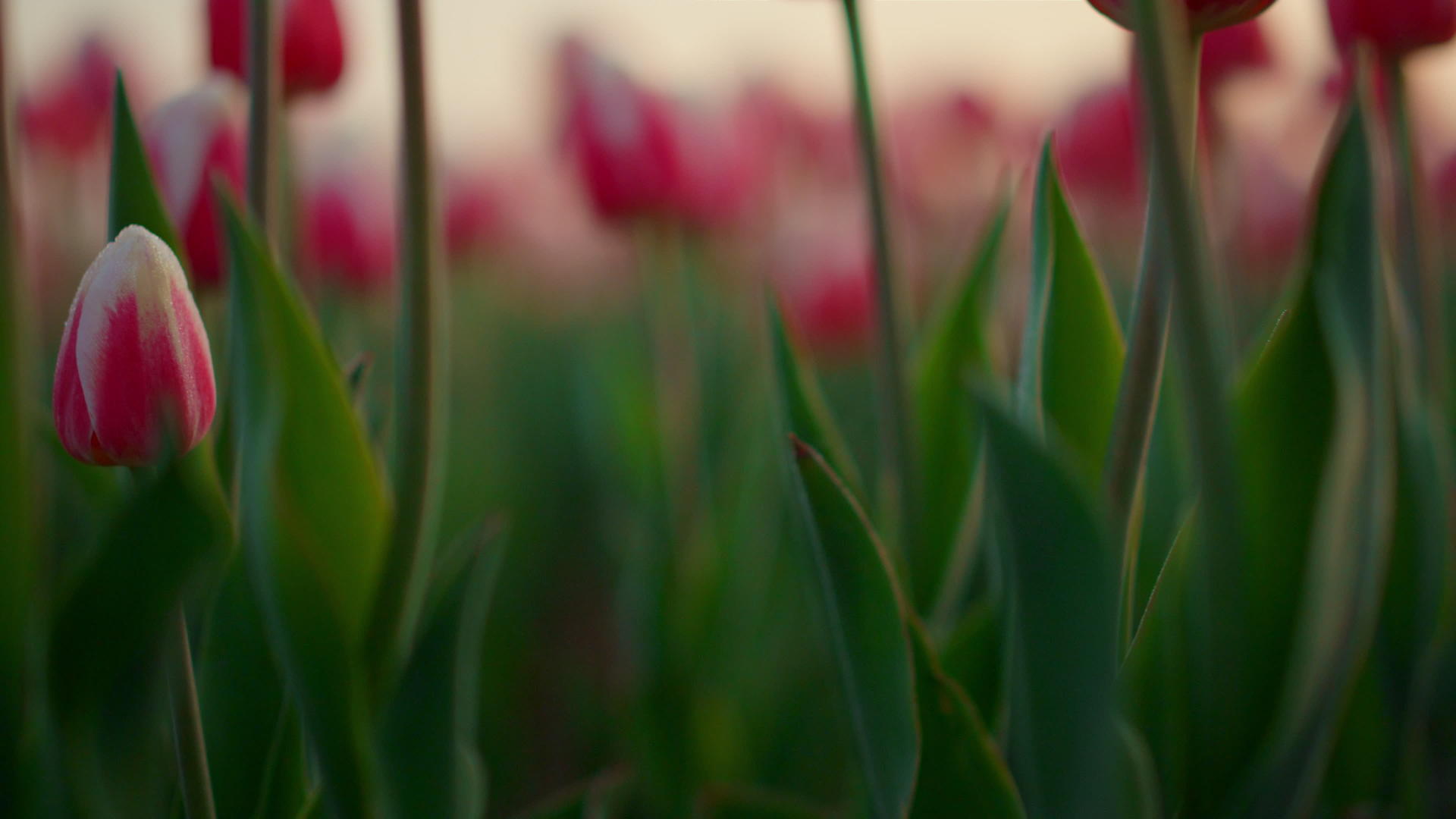 郁金香和绿色茎叶视频的预览图