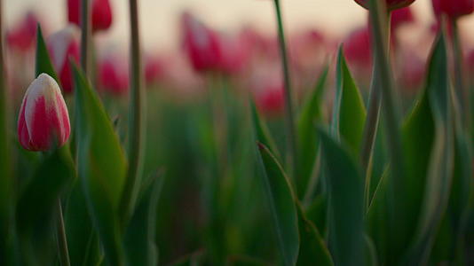 郁金香和绿色茎叶视频的预览图