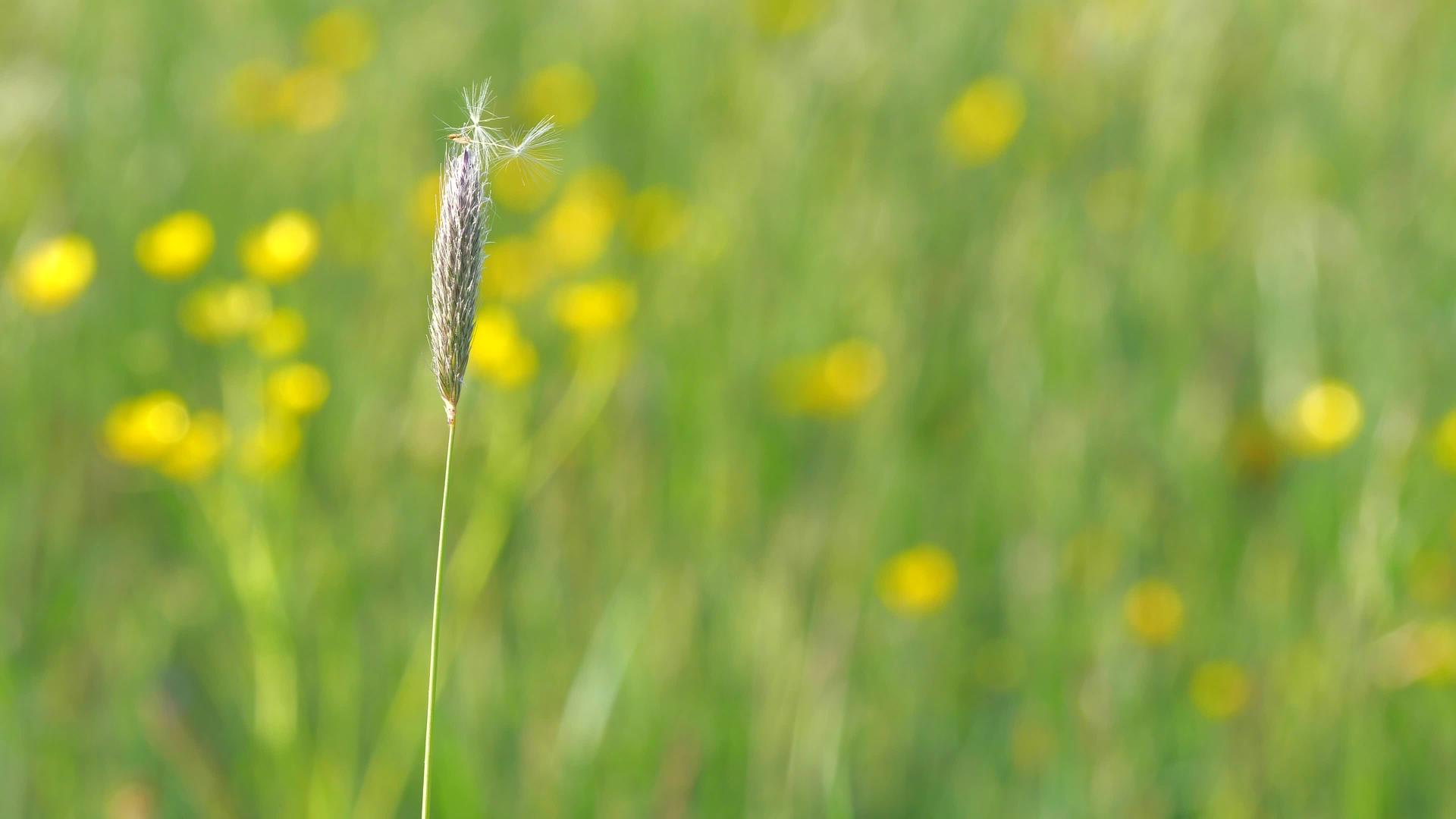 青草在花丛中生长盛大的草原在夜间独自生长和谐的种子视频的预览图