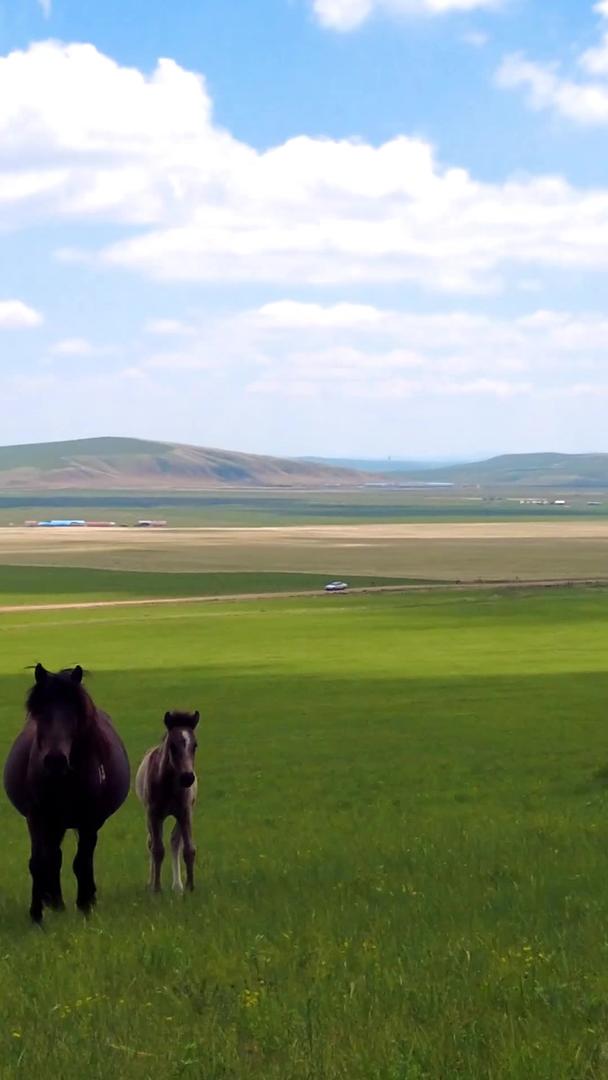 在千里草原上拍摄内蒙古美丽的马匹视频的预览图