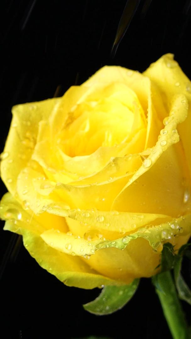 黄玫瑰浪漫的花朵黄玫瑰视频的预览图