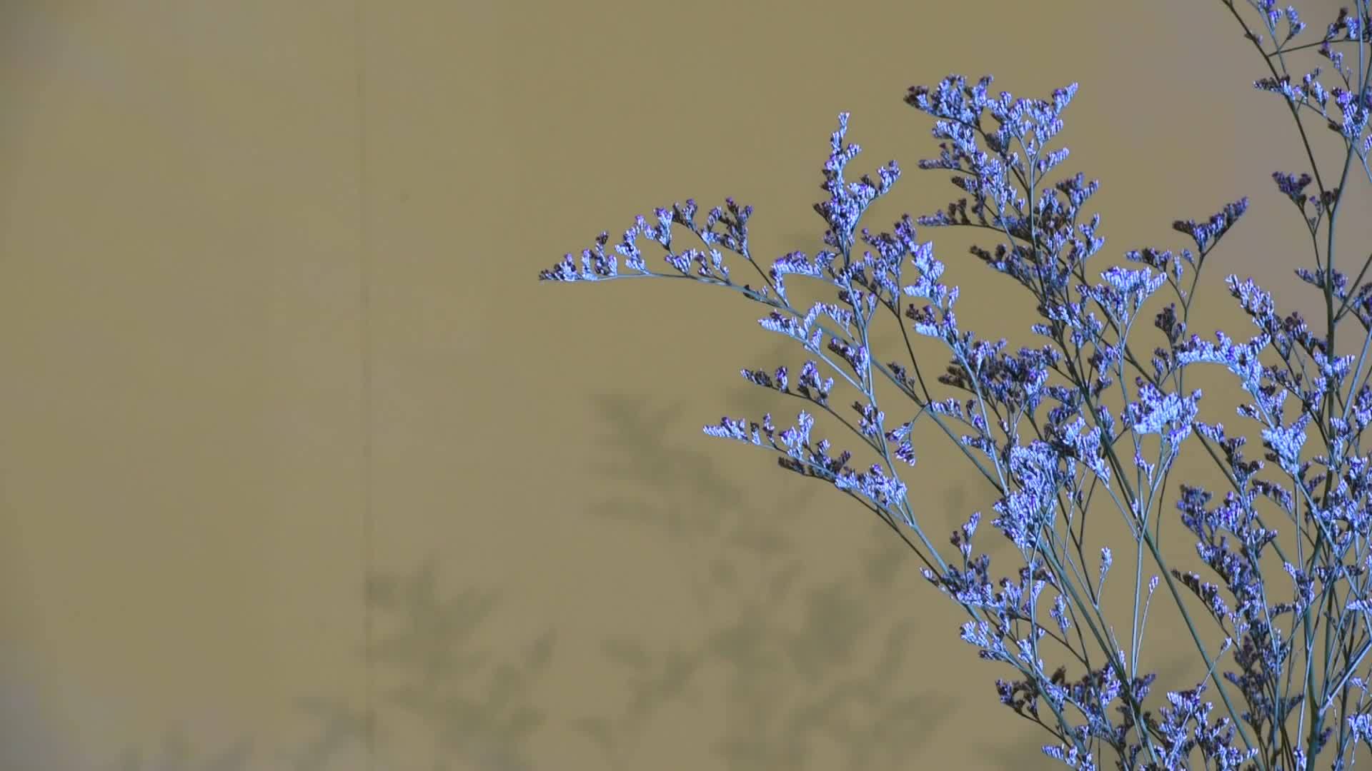 蓝色树枝视频的预览图