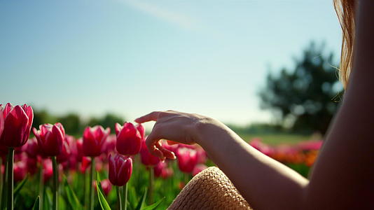 特写女人的手在郁金香田里绽放抚摸着花朵在阳光下反射视频的预览图
