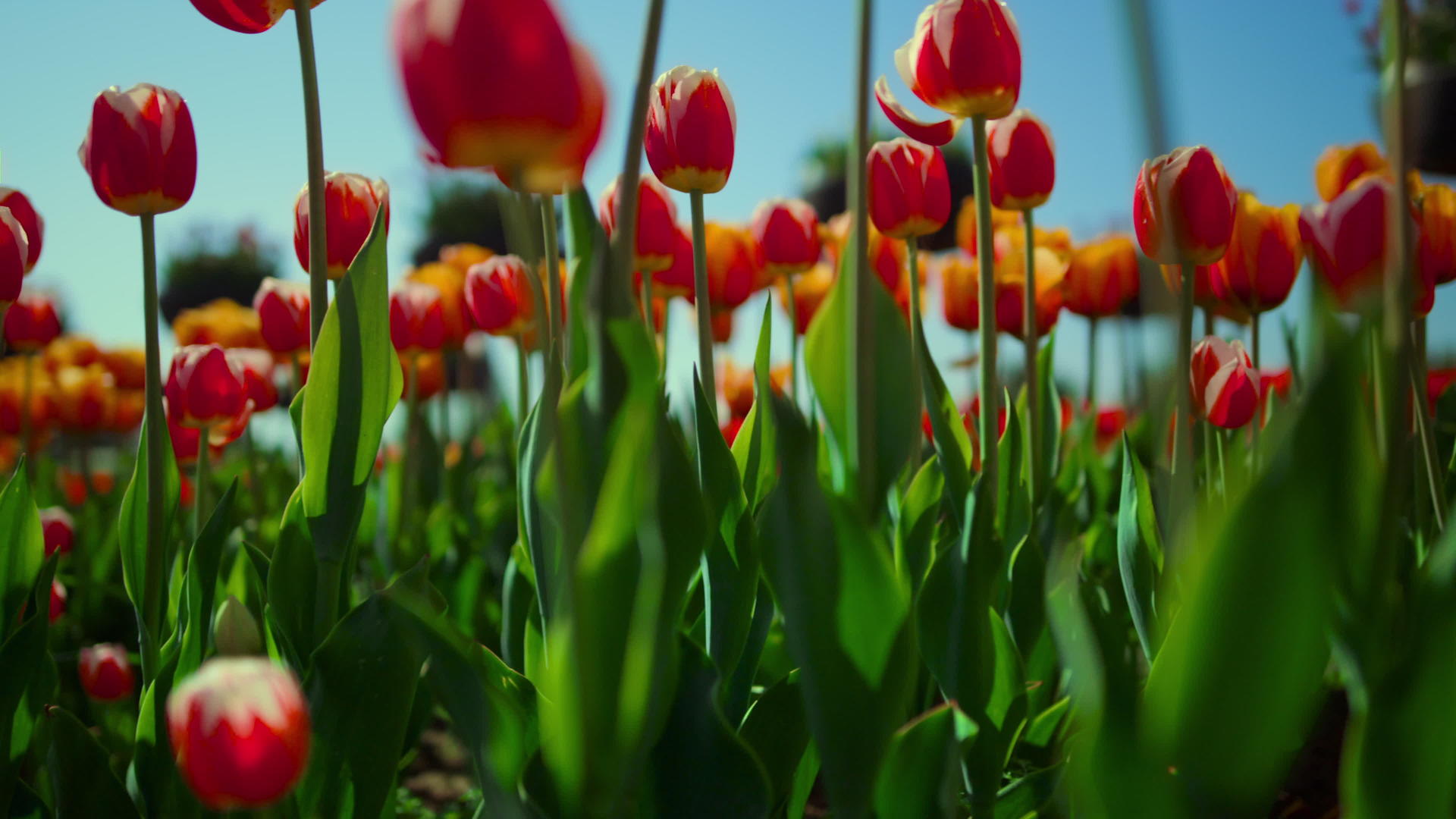 郁金香花田与新鲜的绿草和盛开的花田视频的预览图