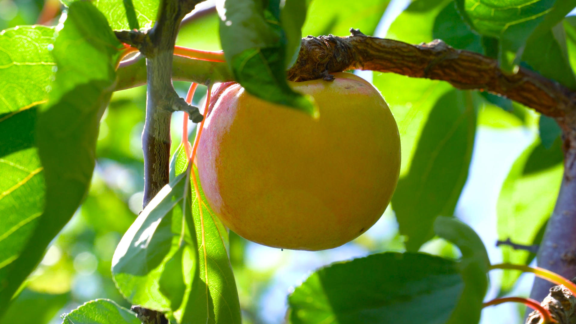 水果杏子果实实拍合集4K视频的预览图