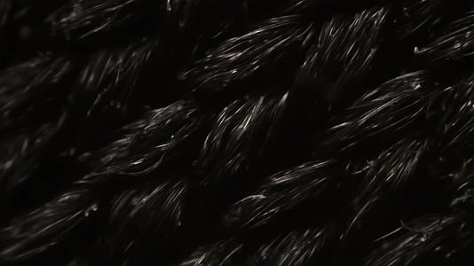 显微镜下的黑尼龙网布纤维视频的预览图