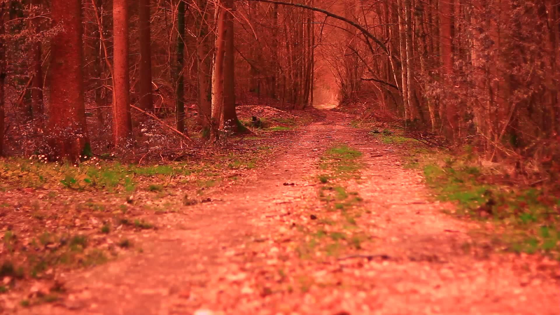 一个可怕的森林没有路可走视频的预览图