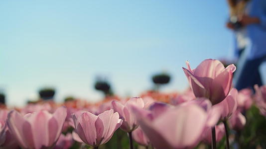粉红色郁金香花蕾和美丽的女孩在盛开的花园里拍照视频的预览图