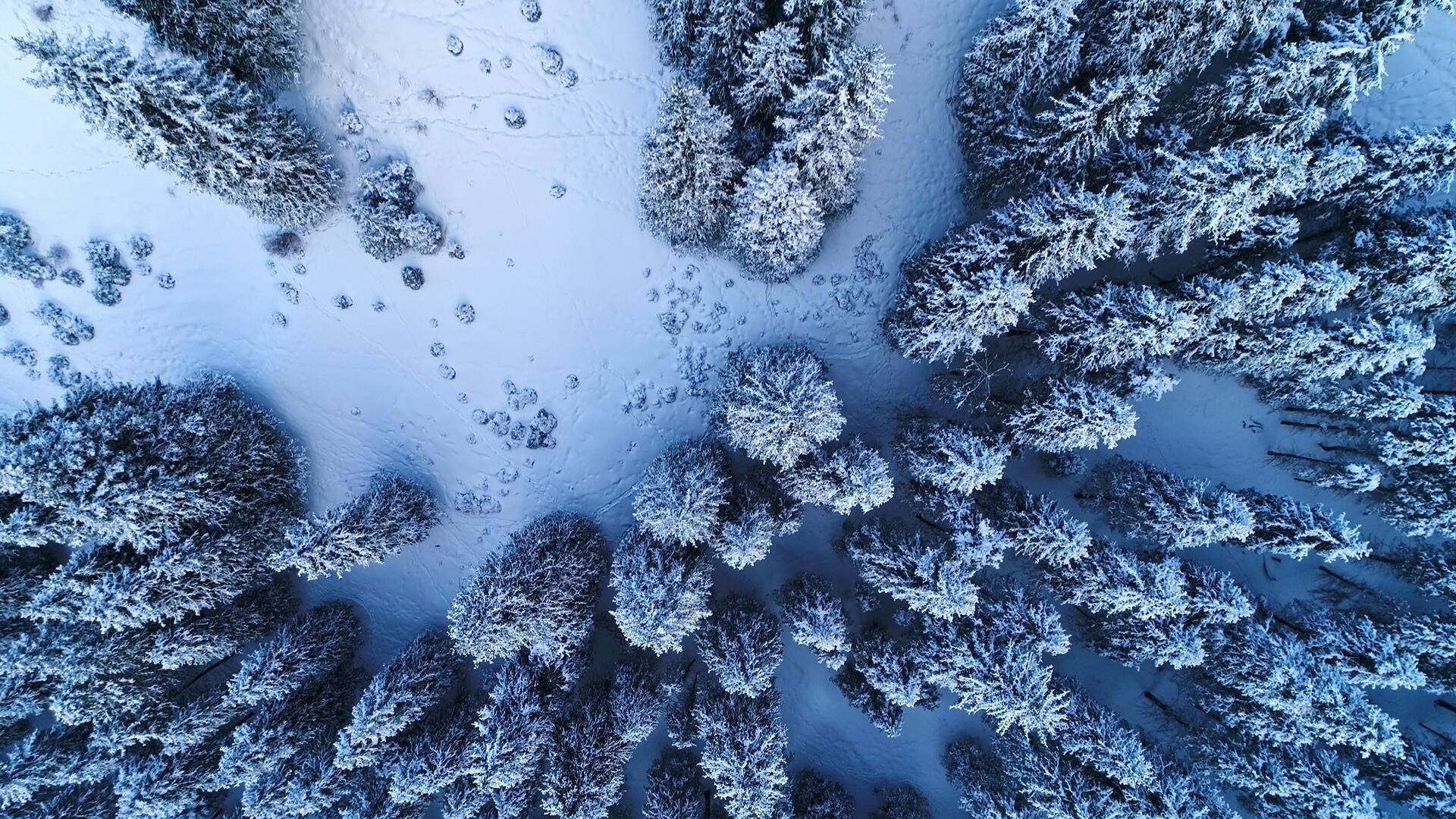 雪天白桦树林垂直航拍视频的预览图