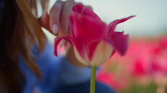 特写粉色郁金香花及未知女性面部在户外花卉背景下视频的预览图