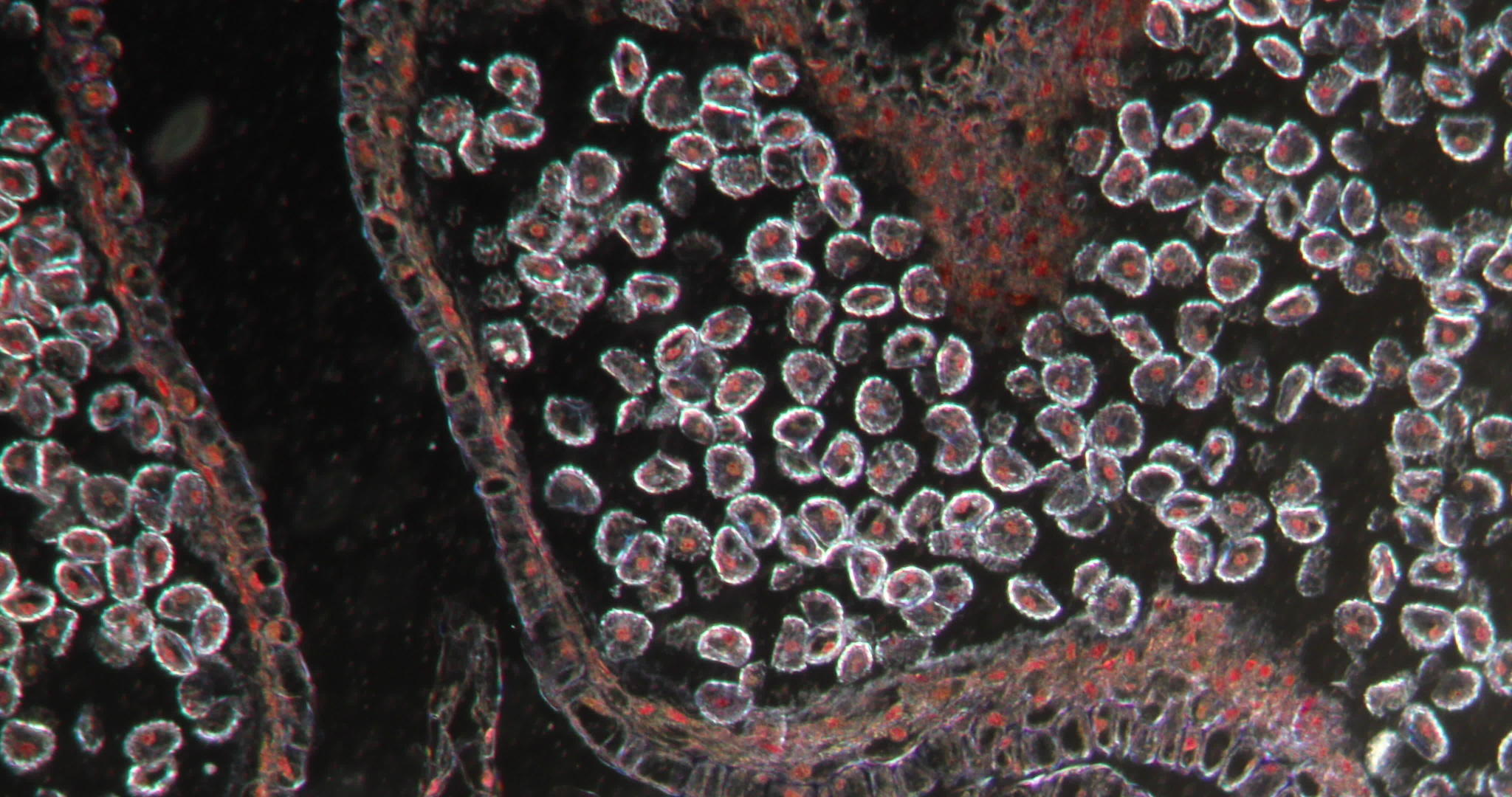 显微镜下的细胞视频的预览图