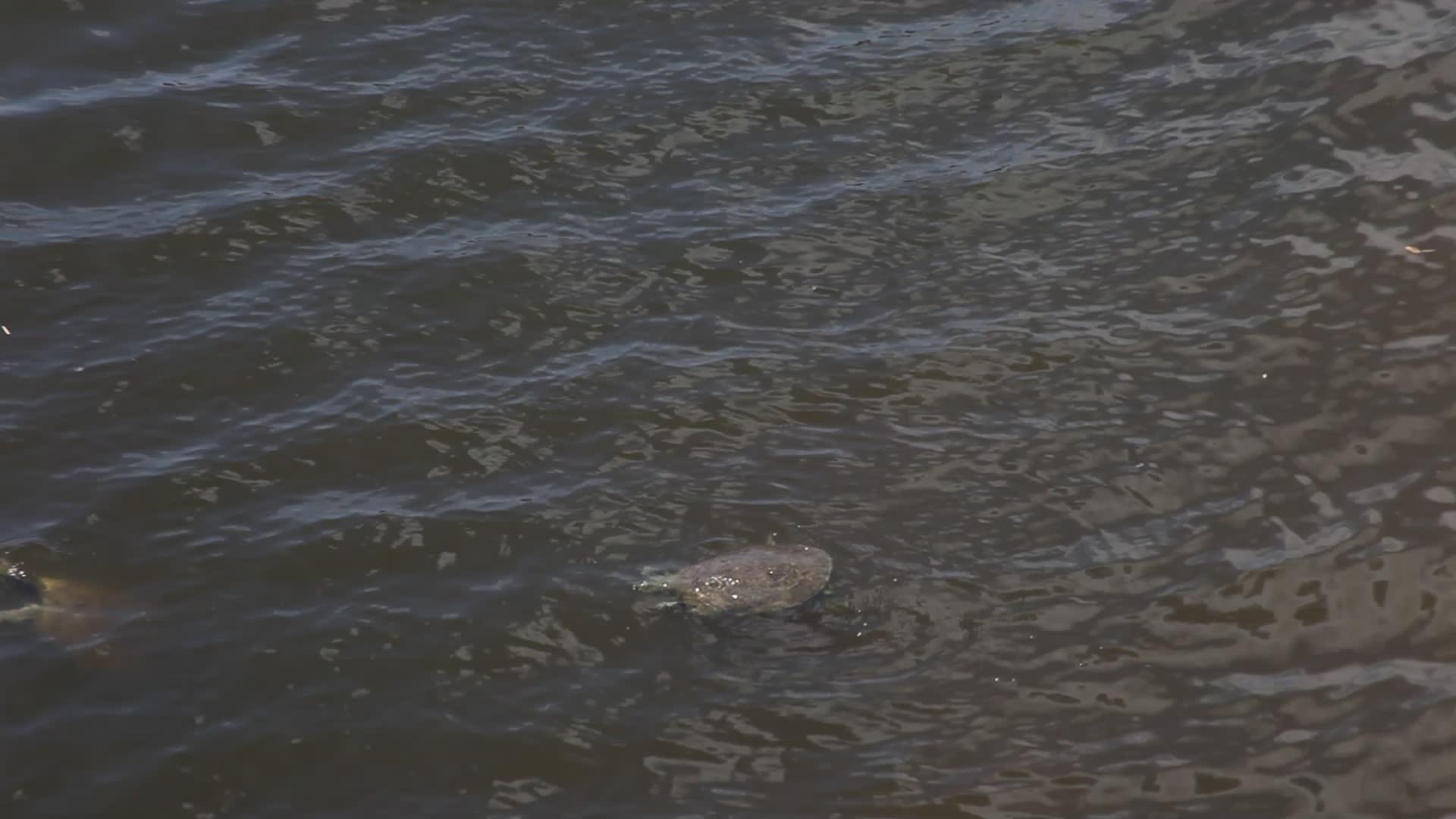 大型软壳海龟在水中游泳视频的预览图