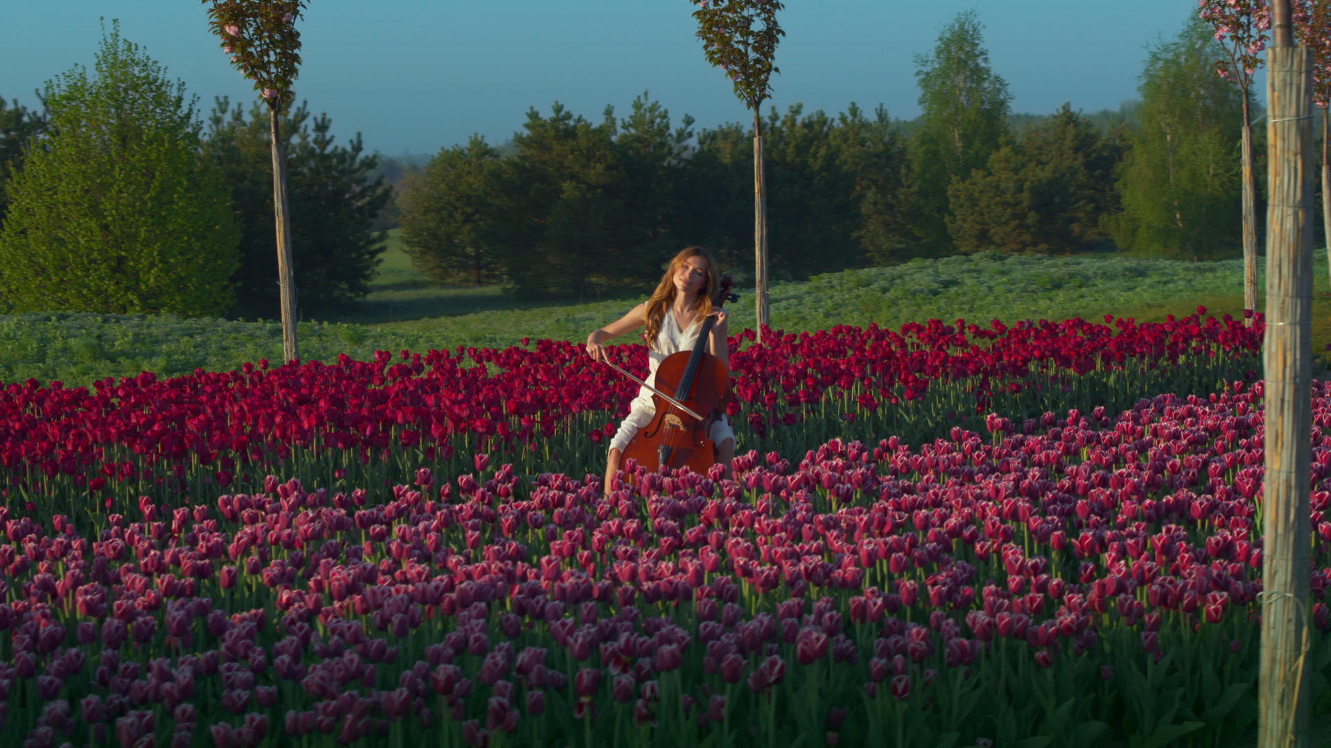 春暖花开的田野里演奏大提琴的年轻女子视频的预览图