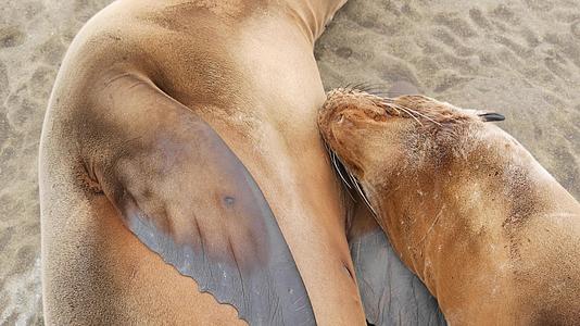 可爱的小狗可爱的海狮小狗和妈妈有趣的懒惰的海豹海洋海滩海滩海滩海滩视频的预览图