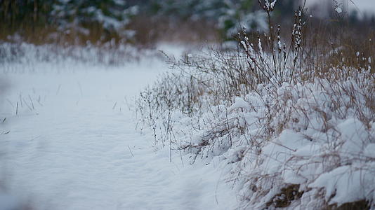 雪白躺在冬天森林的草地上视频的预览图