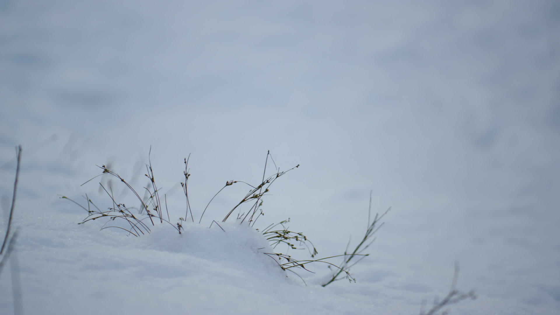 薄薄的草粘在雪层上视频的预览图