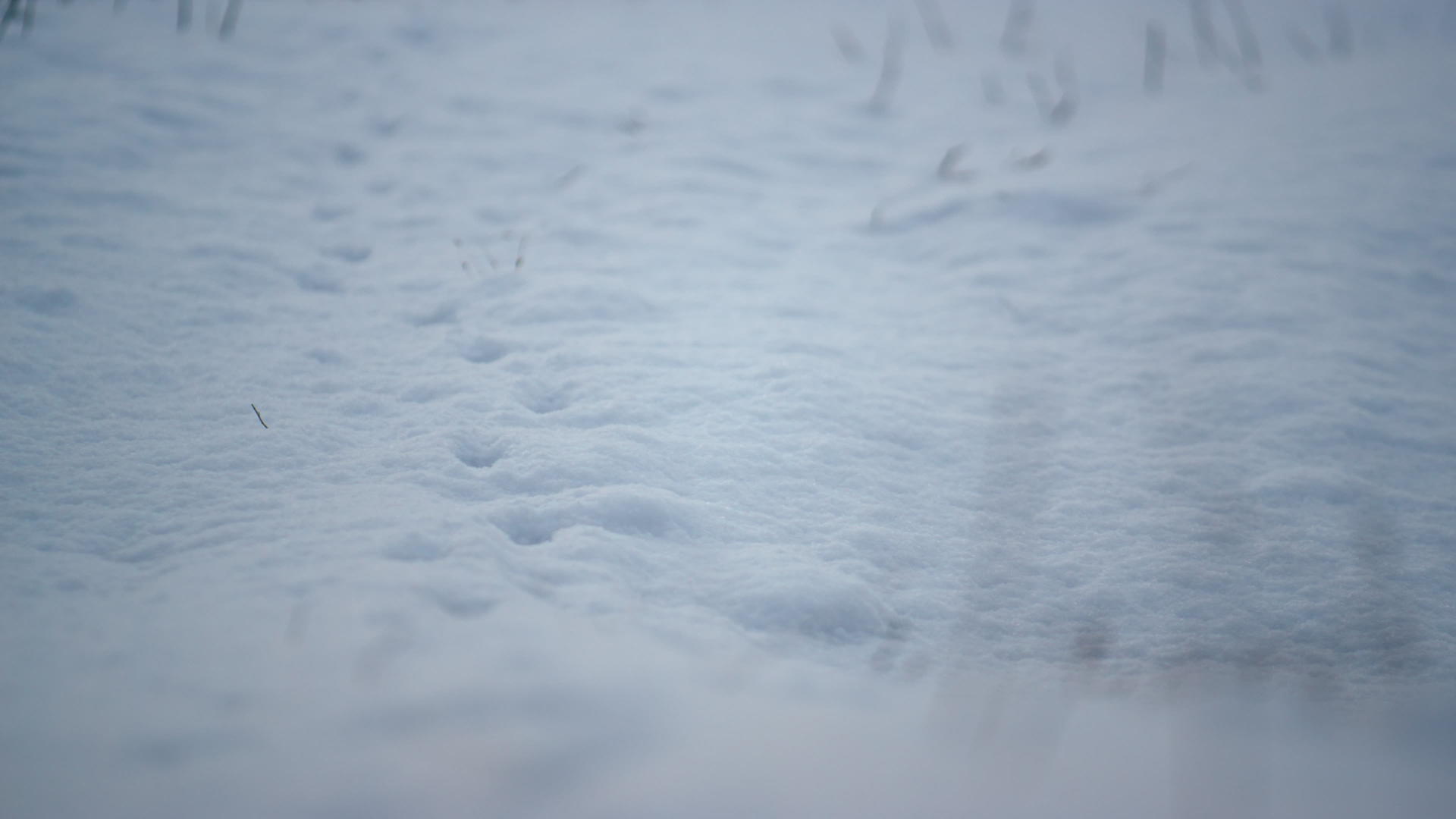 白雪花躺在田野地上视频的预览图