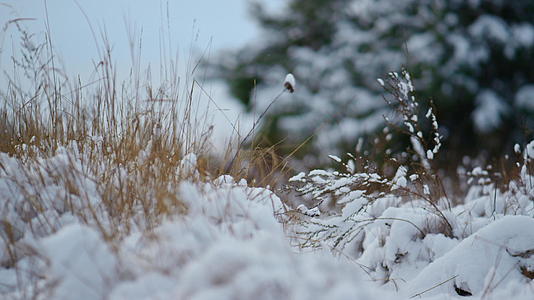 冬季天气干草伸出雪毯视频的预览图