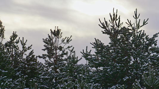 在灰色的冬季天空背景特写中云杉覆盖着雪视频的预览图