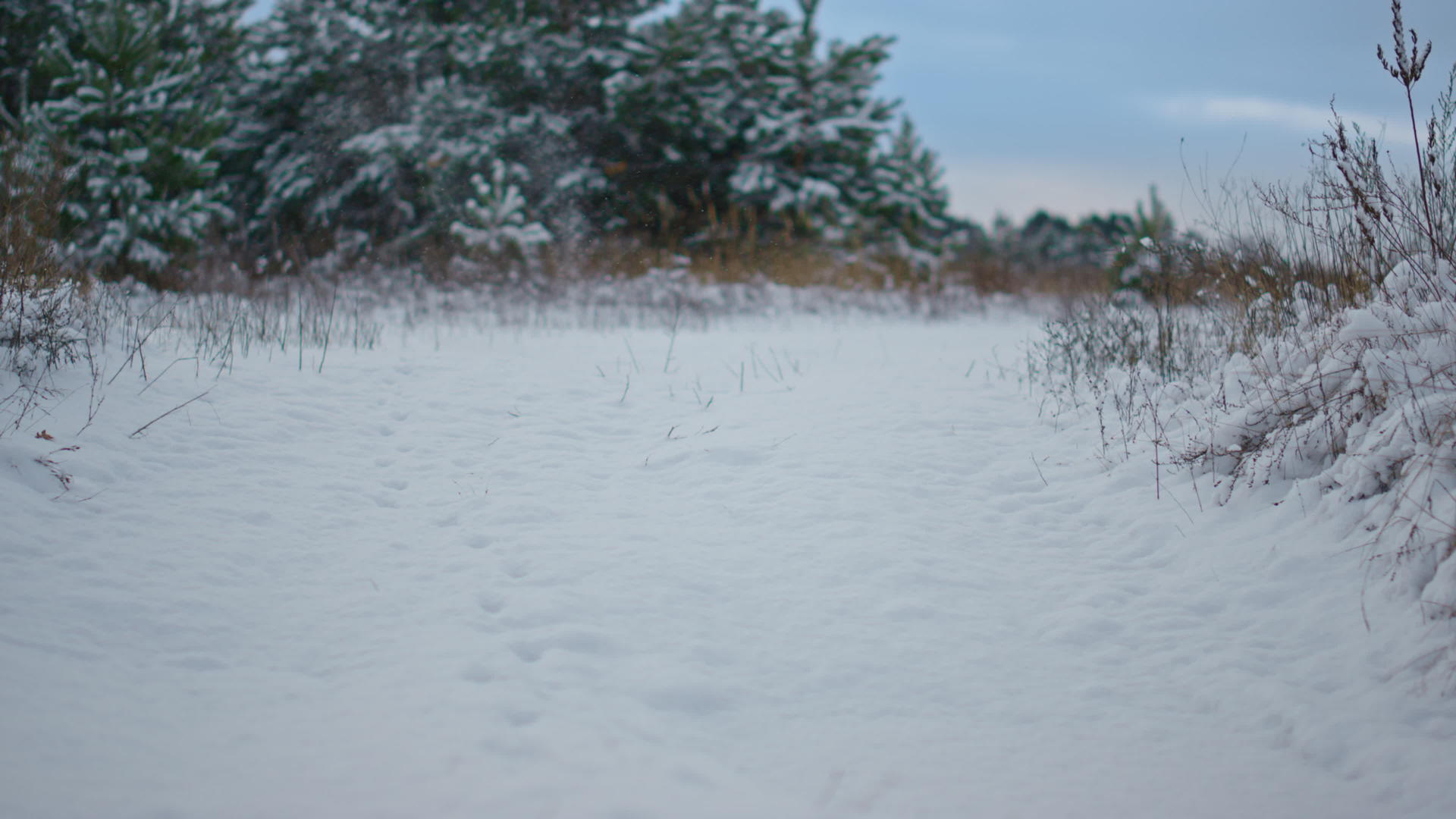 白雪覆盖的雪林草甸干草从层层白雪中探出视频的预览图