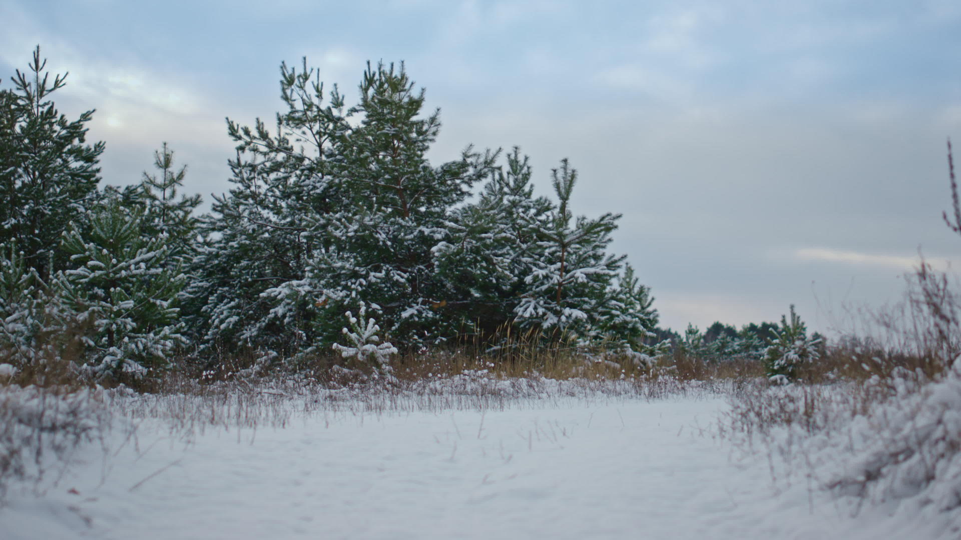 白雪覆盖的森林空地在多云的灰色天空前有郁郁葱葱的云杉视频的预览图