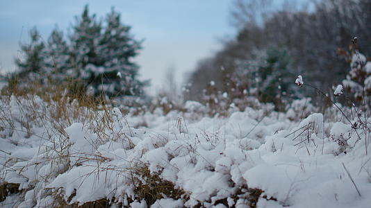 森林冬季附近多雪的干草视图视频的预览图