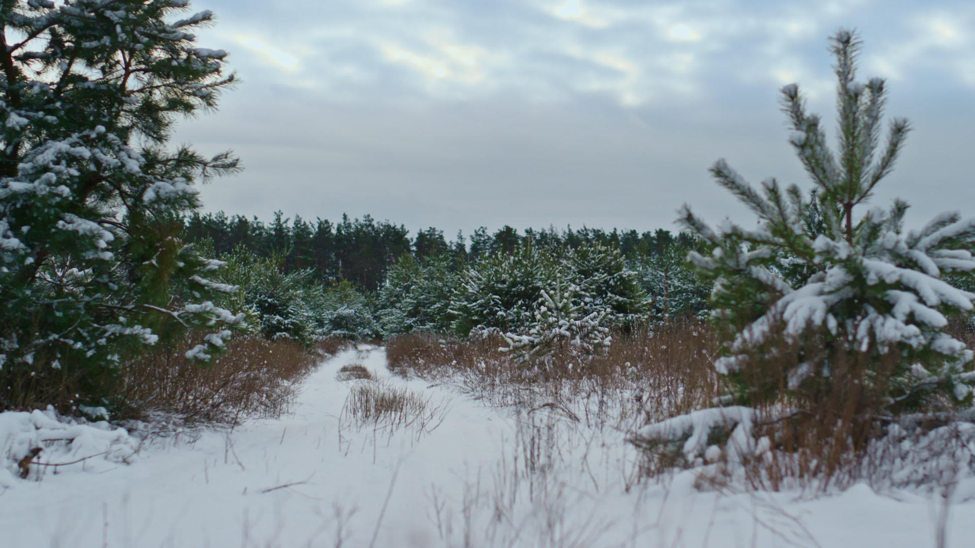 灰色的天空美丽的积雪森林森林视频的预览图