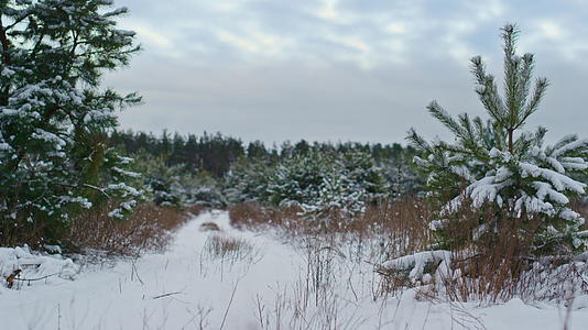 冬季森林覆盖着白雪覆盖着站立的冷杉树视频的预览图