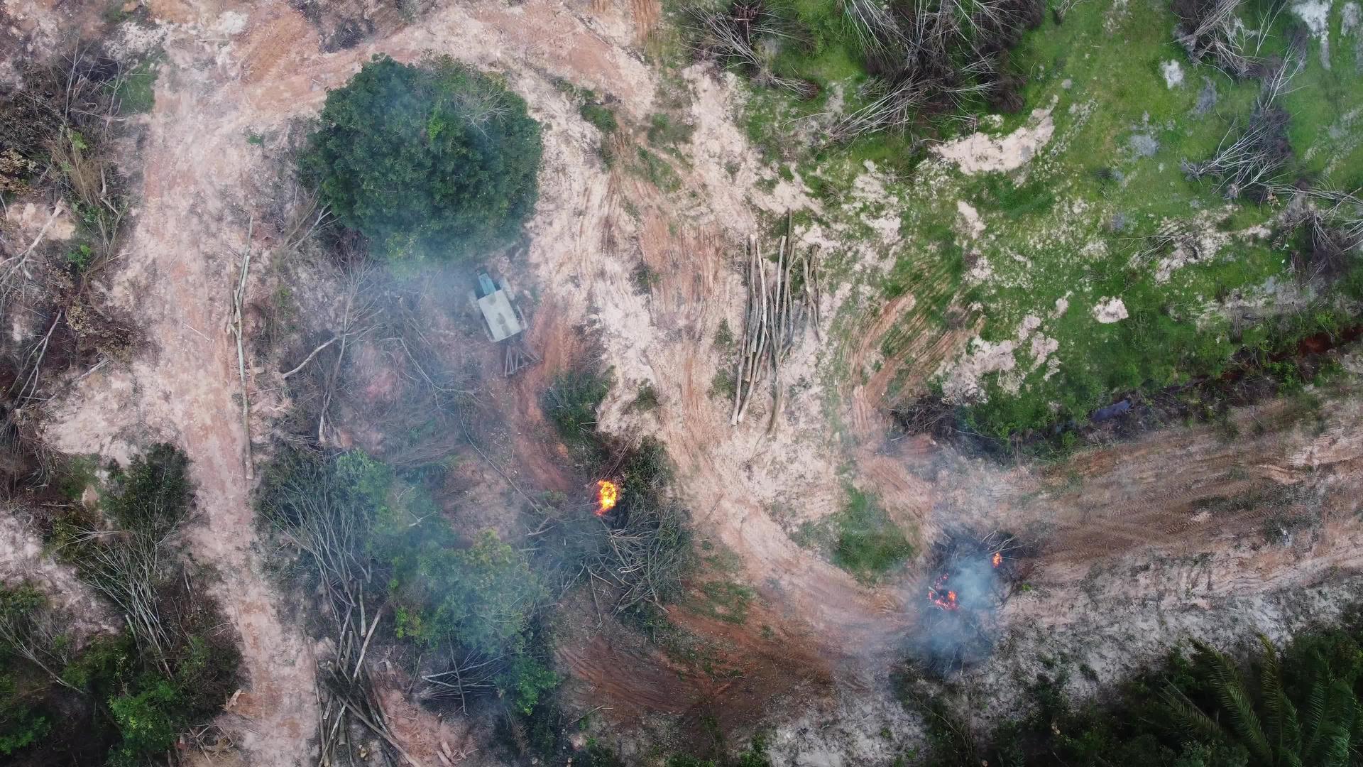 拖拉机涉及露天焚烧棕榈油树视频的预览图