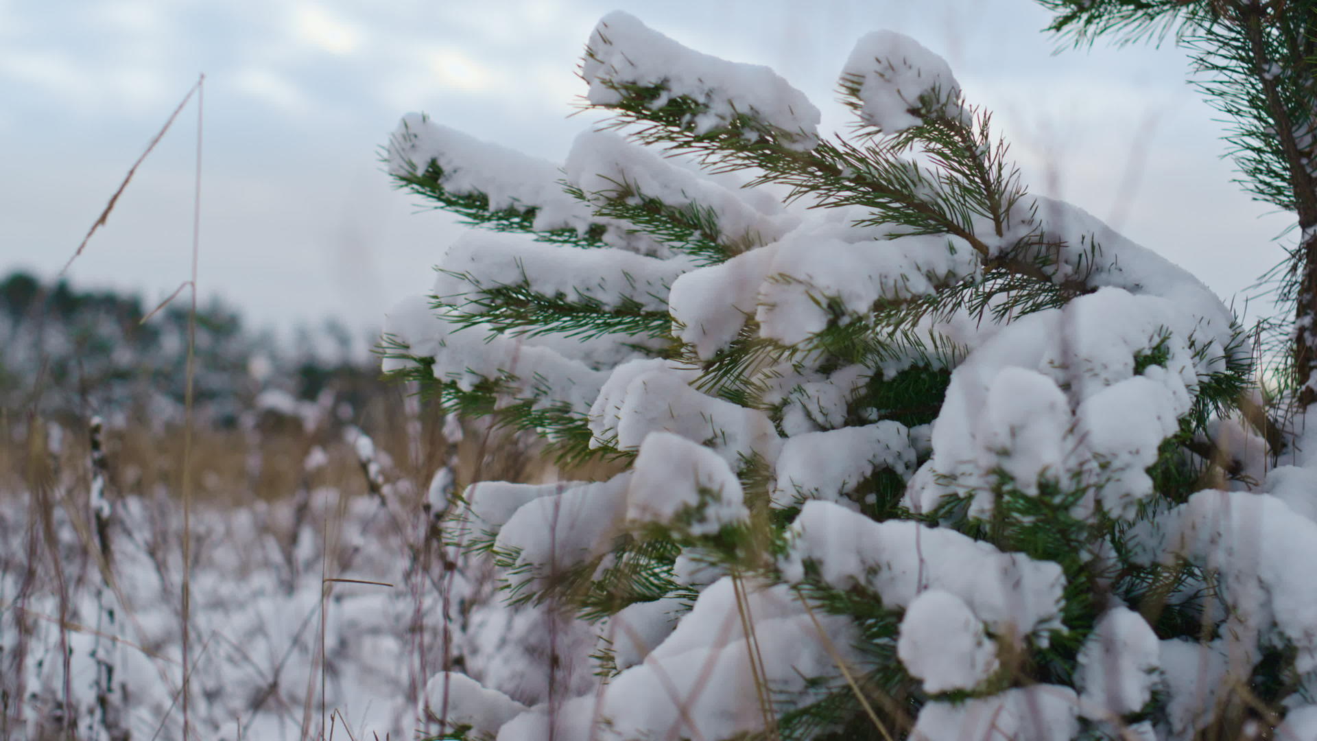 雪花覆盖的云杉枝在冬季视频的预览图