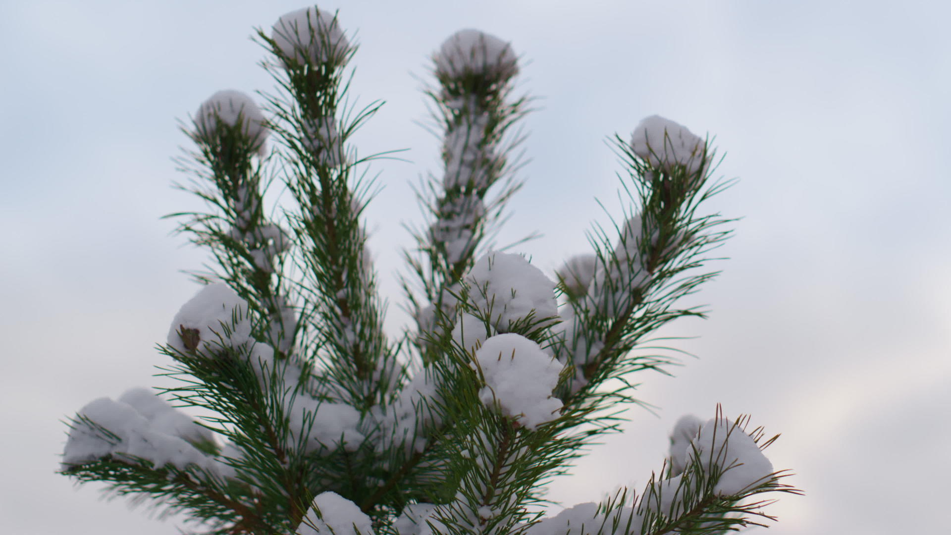 云杉上的特写镜头积雪反对冬天的天空视频的预览图