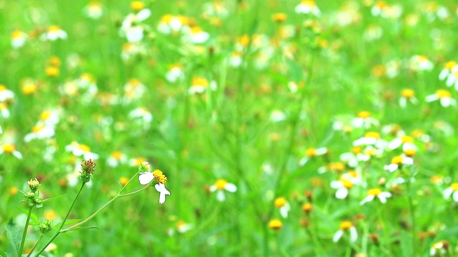 绿色田野中的白花背景模糊了白花背景Pilosa视频的预览图