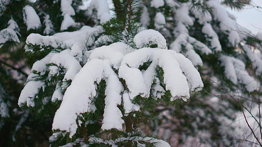 冰雪覆盖的冷杉树枝下层柔软的雪花特写视频的预览图