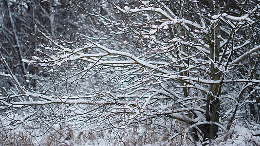 冬天森林里覆盖着光秃秃的树木雪花视频的预览图