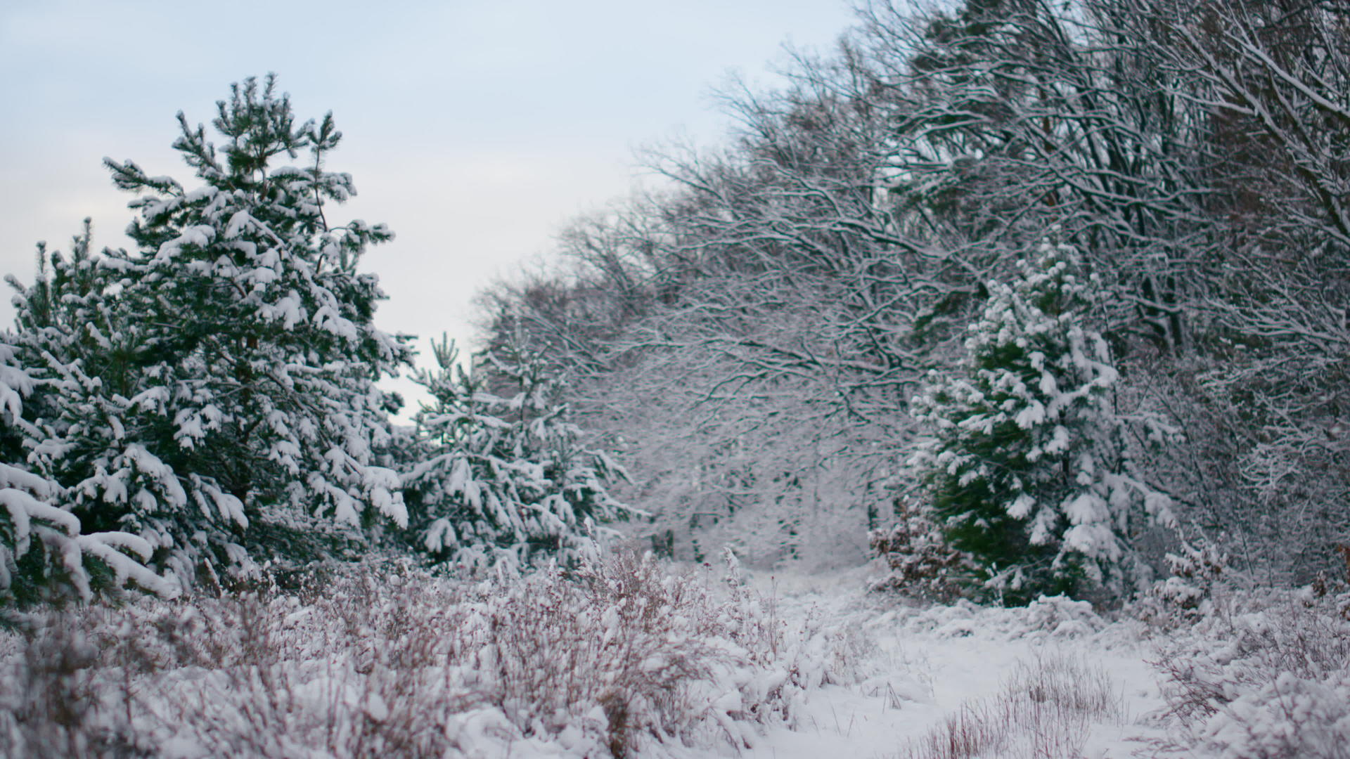 美丽的森林冬天视频的预览图