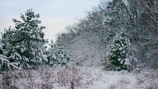 美丽的森林冬天视频的预览图