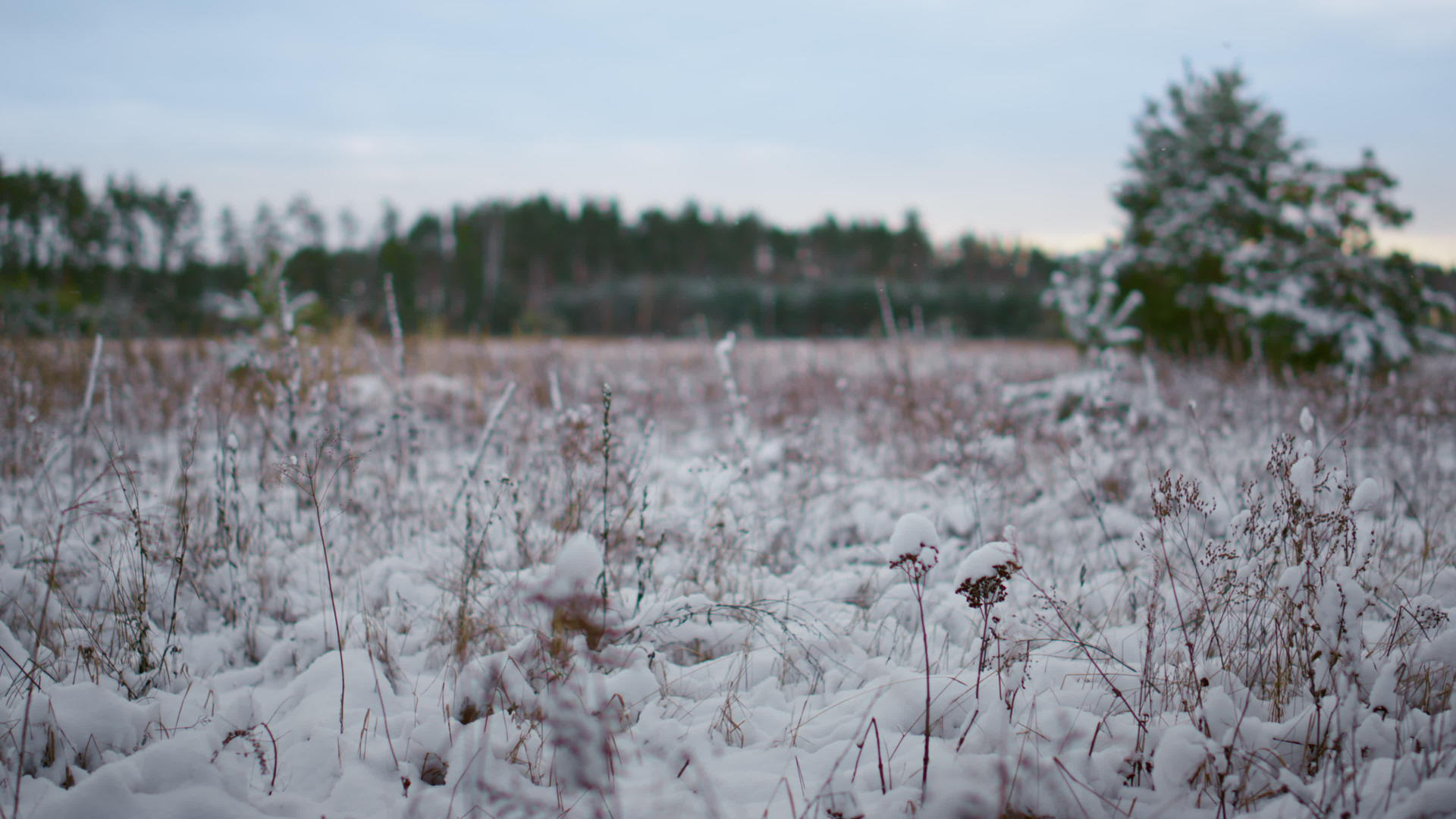 冬天前面的草坪上覆盖着白雪覆盖的森林视频的预览图