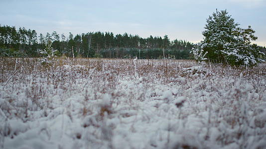 雪冻植物覆盖在森林背景上视频的预览图