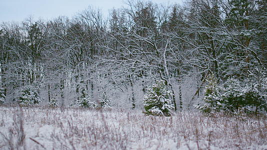 冬季白木覆盖着新鲜的雪花视频的预览图