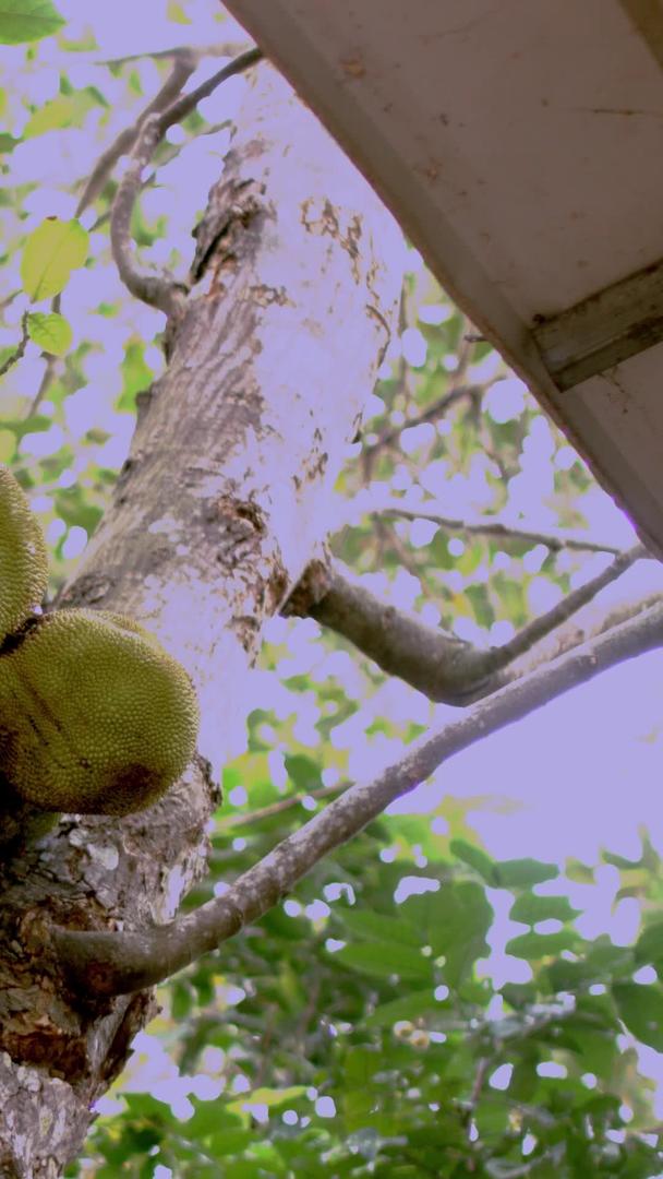 实拍大树菠萝视频的预览图