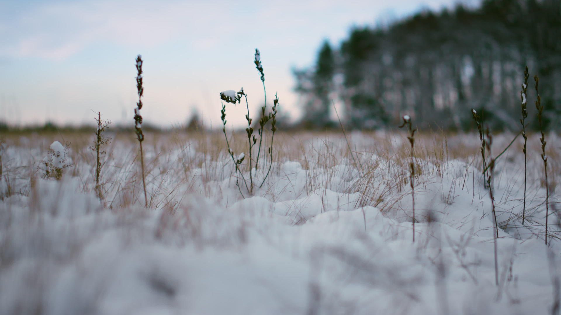 冬季森林背景上附着干草的雪视频的预览图