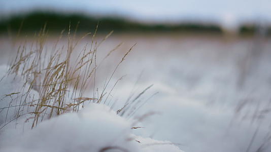 被干雪覆盖的草在风中摇曳视频的预览图