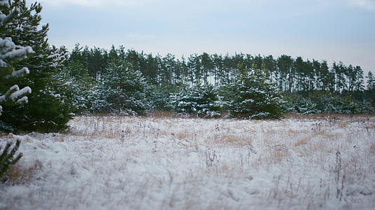 冬天看雪下结冰的木材视频的预览图