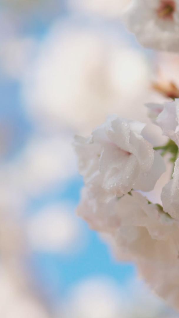 美丽清新的日本樱花球特写视频的预览图