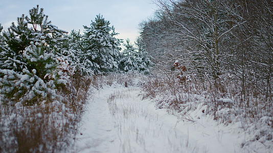 空旷的冰冻森林空地云杉光秃秃的树木覆盖着白雪覆盖视频的预览图