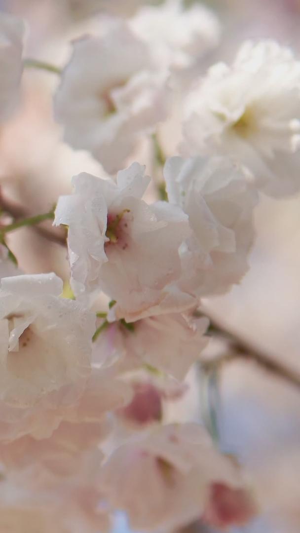 美丽清新的日本樱花球特写视频的预览图