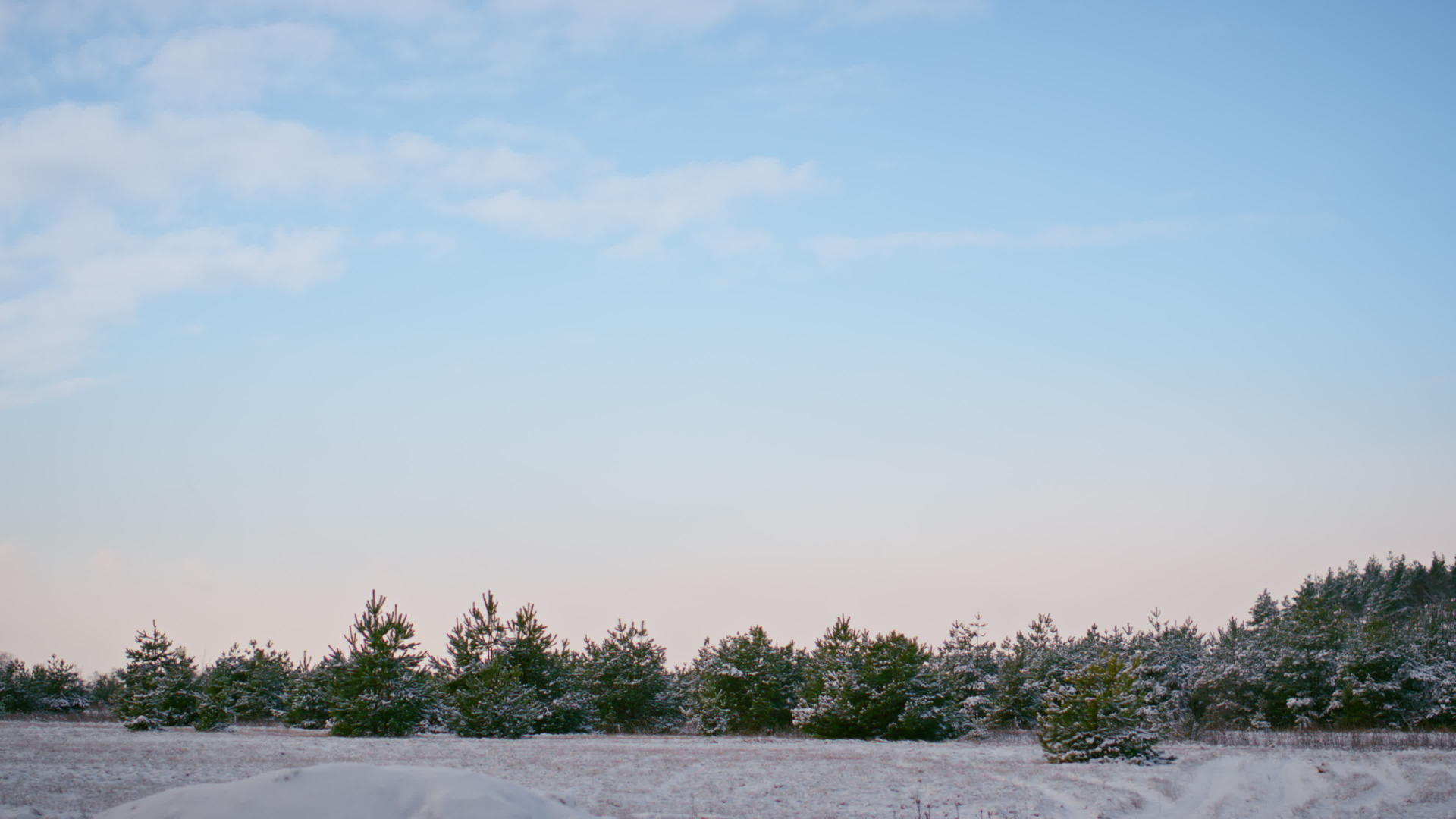美丽的风景多雪的森林和常青树在冬天蓝天下视频的预览图