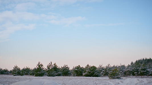 美丽的风景多雪的森林和常青树在冬天蓝天下视频的预览图